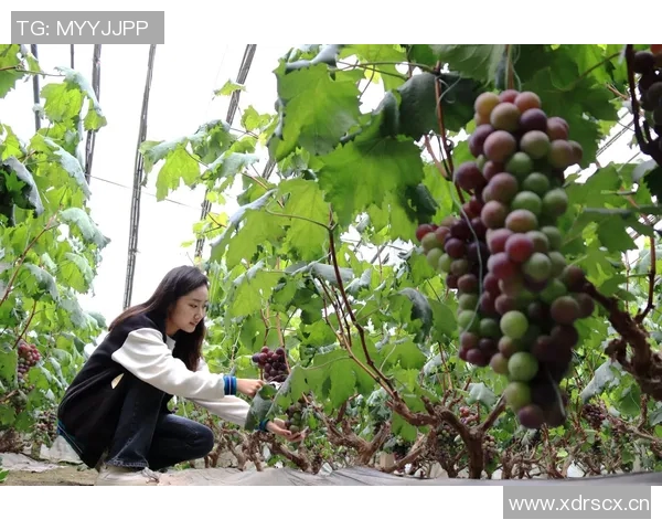 果园采摘乐趣体验，感受丰收季节的自然魅力与美好时光